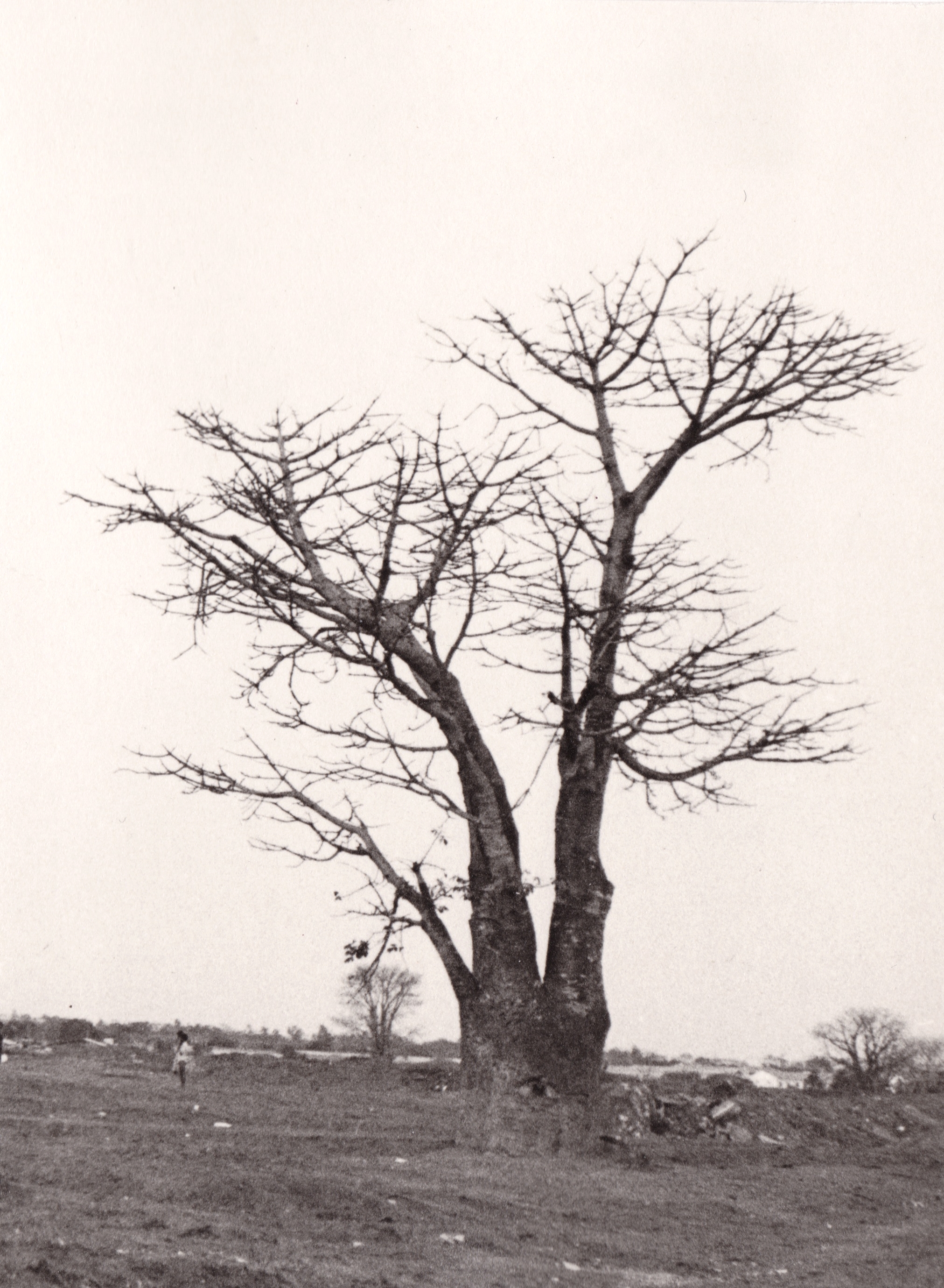 Embondeiro (Baobá)